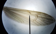 Gonomyia sulphurella