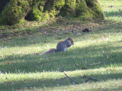 Sciurus carolinensis