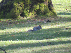 Sciurus carolinensis