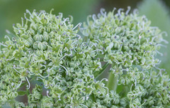 Angelica lucida