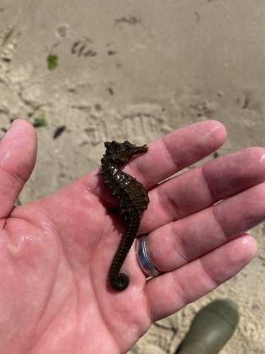 Northern Seahorse photographed in New York
