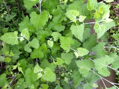 Ambrosia cordifolia