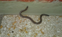 Amphisbaena darwinii