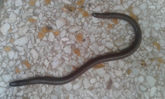 Amphisbaena darwinii