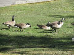 Branta canadensis
