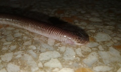 Amphisbaena darwinii