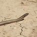Wide Ground Snake - Photo (c) Eduardo Luis Beltrocco, some rights reserved (CC BY-NC), uploaded by Eduardo Luis Beltrocco