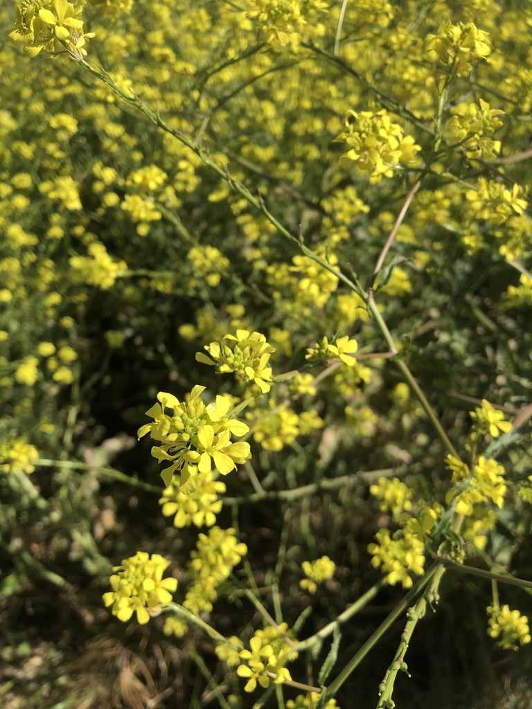 annual bastard cabbage from Table Mountain National Park, Cape Town, WC