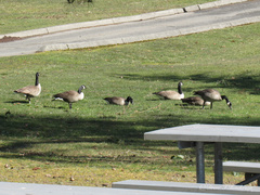 Branta canadensis