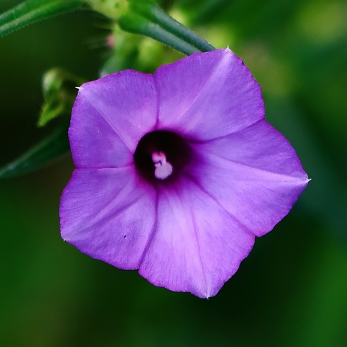 Ipomoea triloba