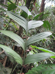 Geonoma macrostachys