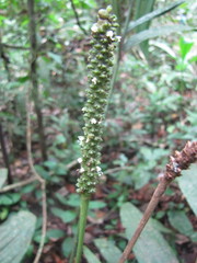 Geonoma macrostachys