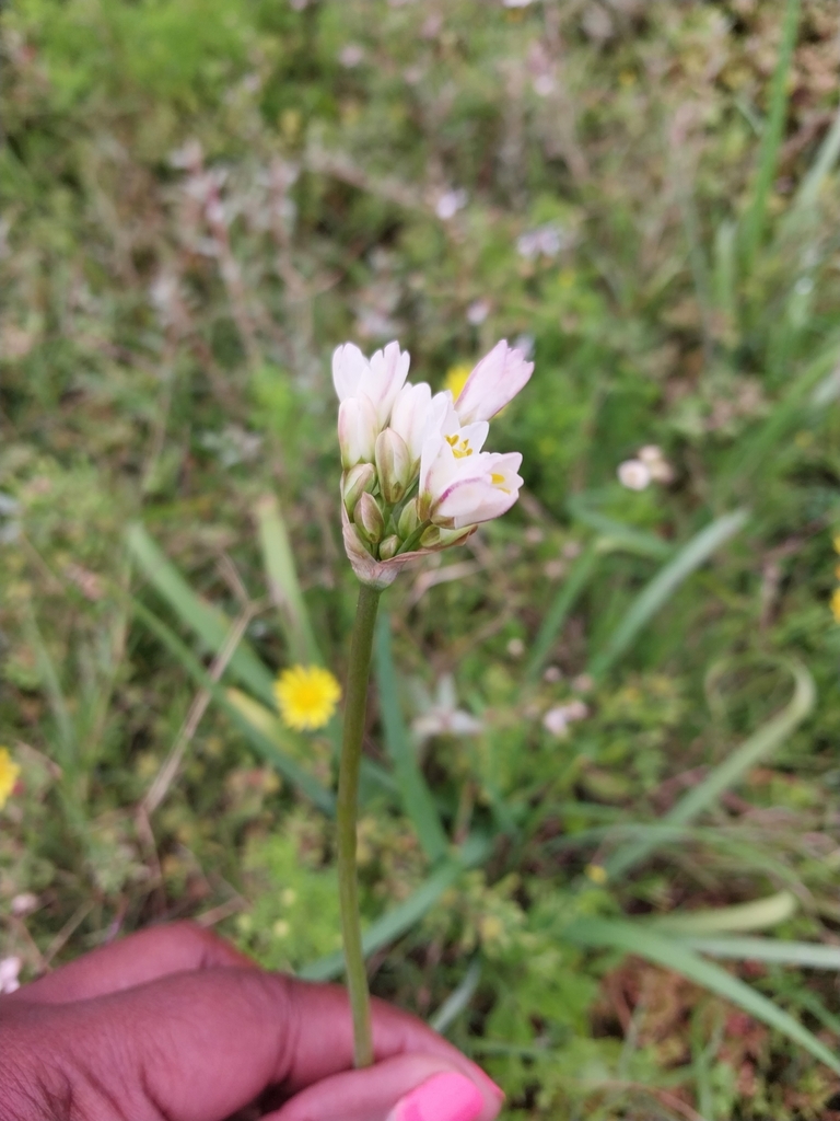 Onion Weed from Uitenhage Farms, Gqeberha, South Africa on October 9