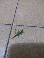 Conocephalus longipes