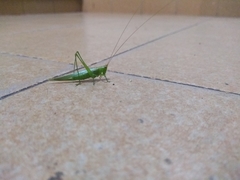 Conocephalus longipes