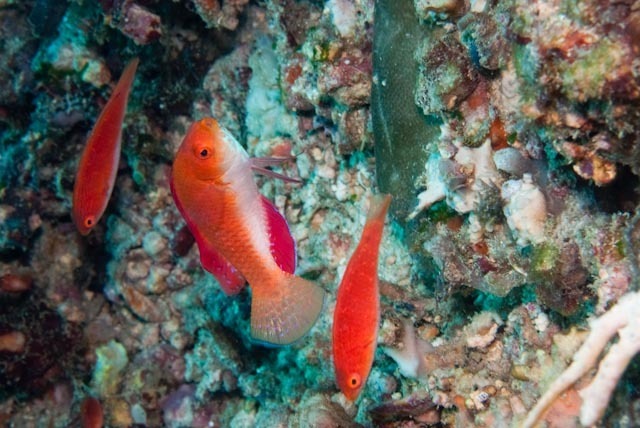 Red-finned Fairy-wrasse