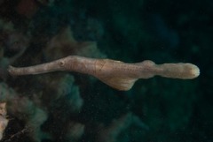 Solenostomus