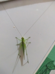 Conocephalus longipes