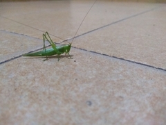 Conocephalus longipes