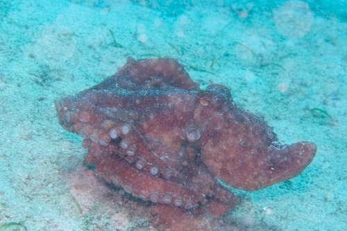 Pinnoctopus luteus