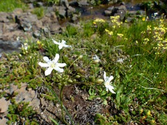 Triteleia lilacina