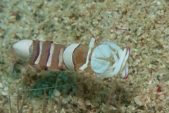 Ancylomenes magnificus