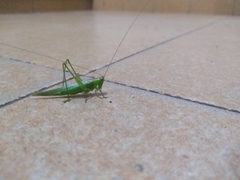Conocephalus longipes