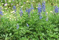 Lupinus subcarnosus