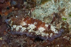 Carminodoris estrelyado