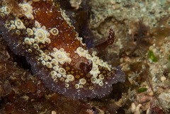Carminodoris estrelyado