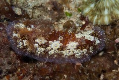 Carminodoris estrelyado