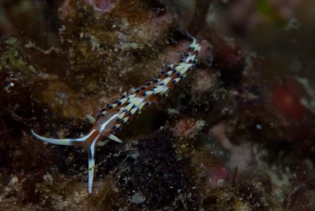 Sunrise Tentacle Aeolid
