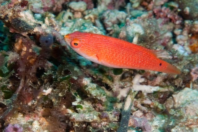 Red-finned Fairy-wrasse