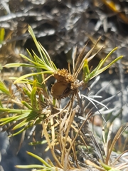 Acanthocarpus preissii