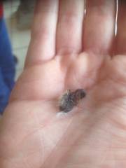 Cynanthus latirostris