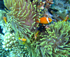 Amphiprion nigripes