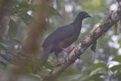 Chamaepetes goudotii