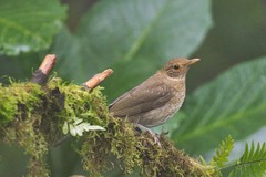 Turdus maculirostris
