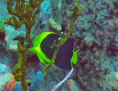 Rock beauty angelfish