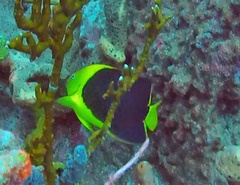Rock beauty angelfish