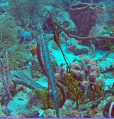 Aulostomus maculatus