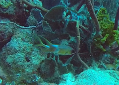 Holocentrus adscensionis