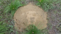 Geomys pinetis