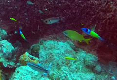 Thalassoma bifasciatum