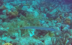 Aulostomus maculatus