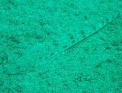 Platycephalus caeruleopunctatus