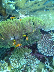 Amphiprion nigripes