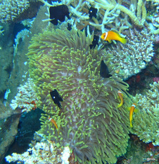 Amphiprion nigripes
