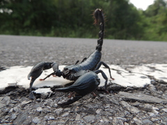 Heterometrus laoticus
