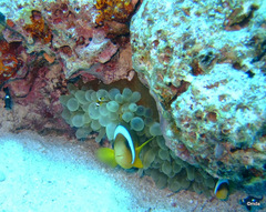 Amphiprion bicinctus